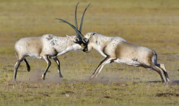 Tibetan antelope, rutting on the Tibetan Plateau