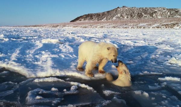 Polar bears playing amidst long-awaited sea ice.