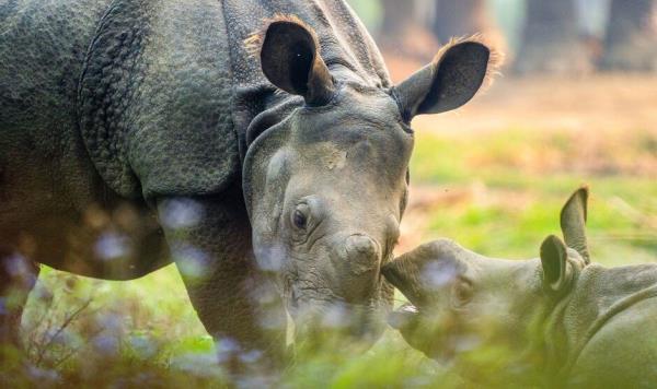 A pair of Asian one-horned rhinoceroses