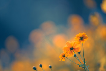 随心随性的精致唯美句子